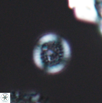Cretarhabdus circularis 11945