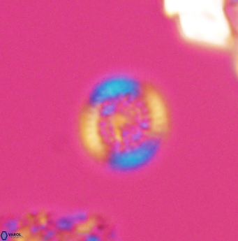 Cretarhabdus circularis 11946