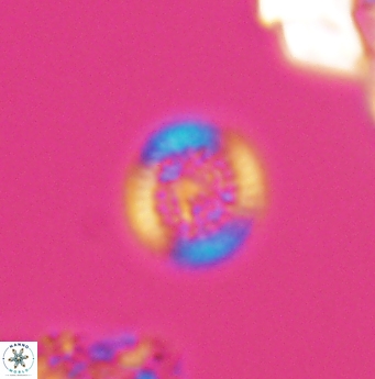 Cretarhabdus circularis 11946