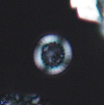 Cretarhabdus circularis 11947