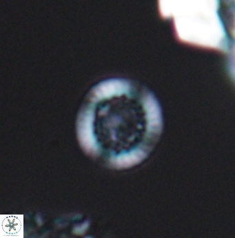 Cretarhabdus circularis 11947
