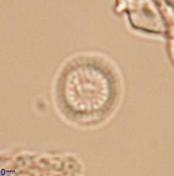 Cretarhabdus circularis 11948