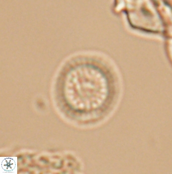 Cretarhabdus orbicularis 11948