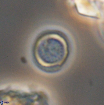 Cretarhabdus circularis 11949