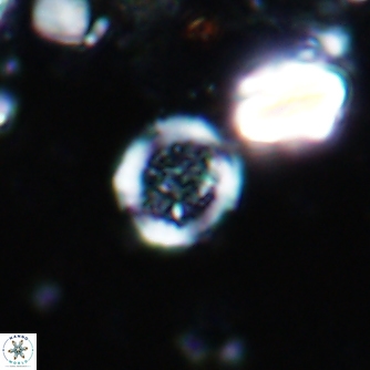 Cretarhabdus circularis 1500