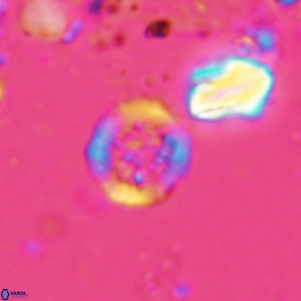 Cretarhabdus circularis 1501