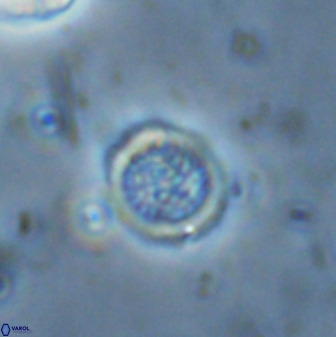 Cretarhabdus circularis 33940
