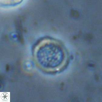 Cretarhabdus circularis 33941