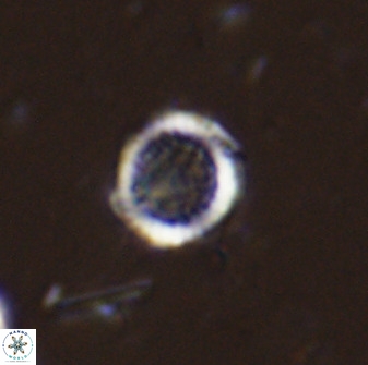 Cretarhabdus circularis 33943