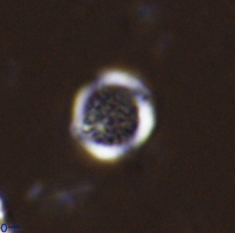 Cretarhabdus circularis 33944