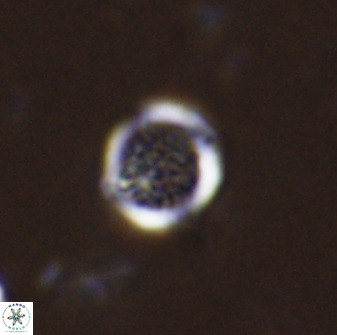 Cretarhabdus circularis 33944