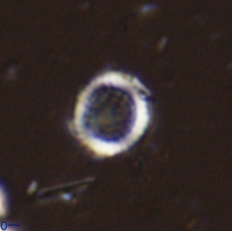 Cretarhabdus circularis 33945