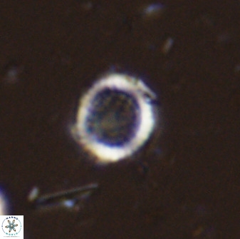 Cretarhabdus circularis 33945