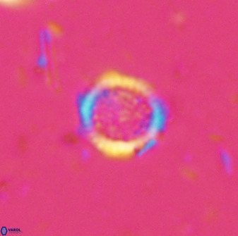 Cretarhabdus circularis 33934