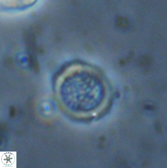Cretarhabdus circularis 33939