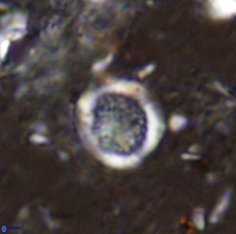 Cretarhabdus circularis 37765