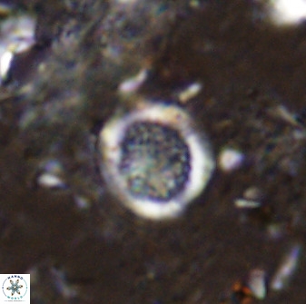 Cretarhabdus circularis 37765