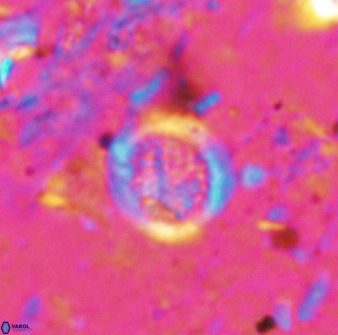 Cretarhabdus circularis 37766