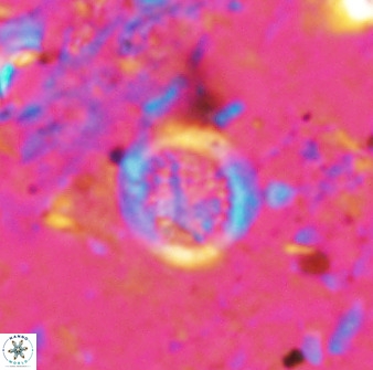 Cretarhabdus circularis 37766