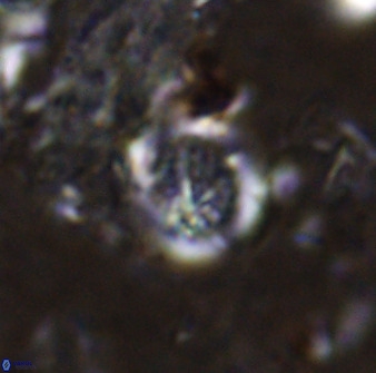 Cretarhabdus circularis 37767