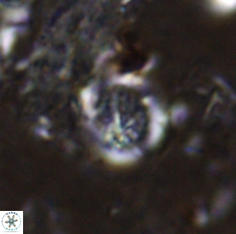 Cretarhabdus circularis 37767