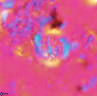 Cretarhabdus circularis 37768