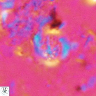 Cretarhabdus circularis 37768