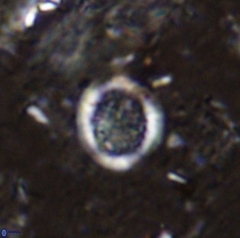Cretarhabdus circularis 37769