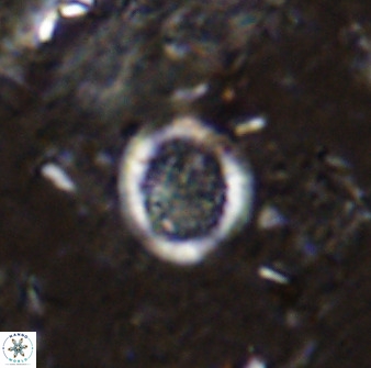 Cretarhabdus circularis 37769