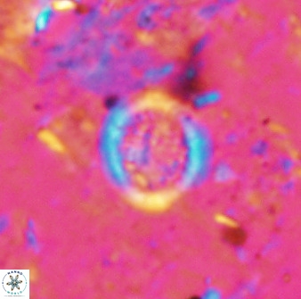 Cretarhabdus circularis 37770