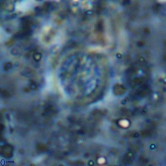 Cretarhabdus circularis 37772