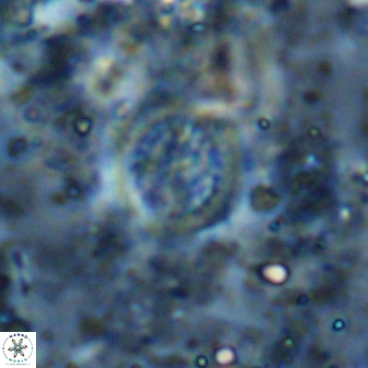 Cretarhabdus circularis 37772