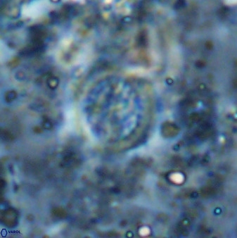 Cretarhabdus circularis 37773