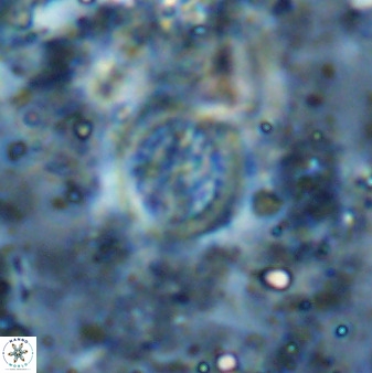 Cretarhabdus circularis 37773