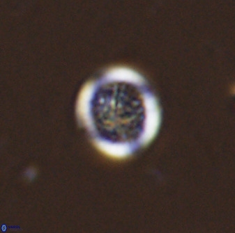 Cretarhabdus circularis 38747