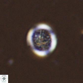 Cretarhabdus circularis 38747