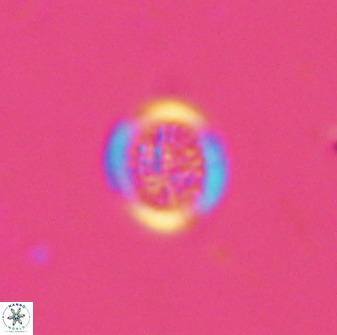 Cretarhabdus circularis 38748
