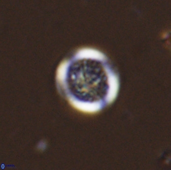 Cretarhabdus circularis 38749