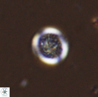 Cretarhabdus circularis 38749