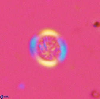 Cretarhabdus circularis 38750