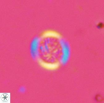 Cretarhabdus circularis 38750