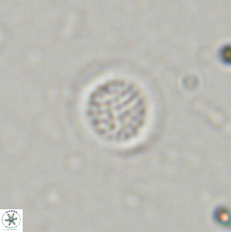Cretarhabdus circularis 38751