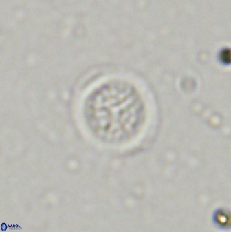 Cretarhabdus circularis 38752
