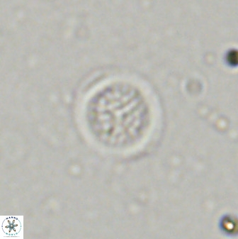 Cretarhabdus circularis 38752