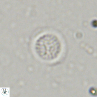 Cretarhabdus circularis 38753