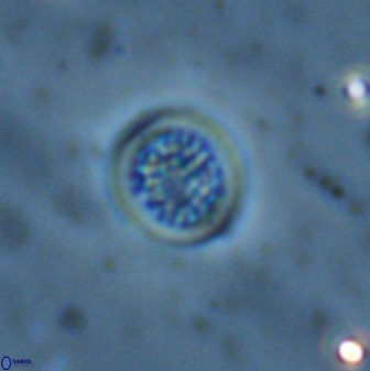 Cretarhabdus circularis 38754