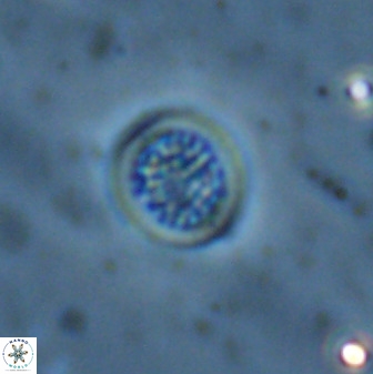 Cretarhabdus circularis 38754