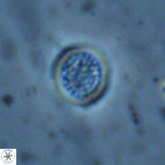 Cretarhabdus circularis 38755