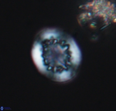 Cretarhabdus barremianus 10633