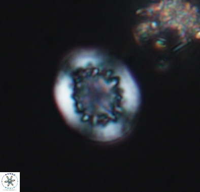 Cretarhabdus barremianus 10633